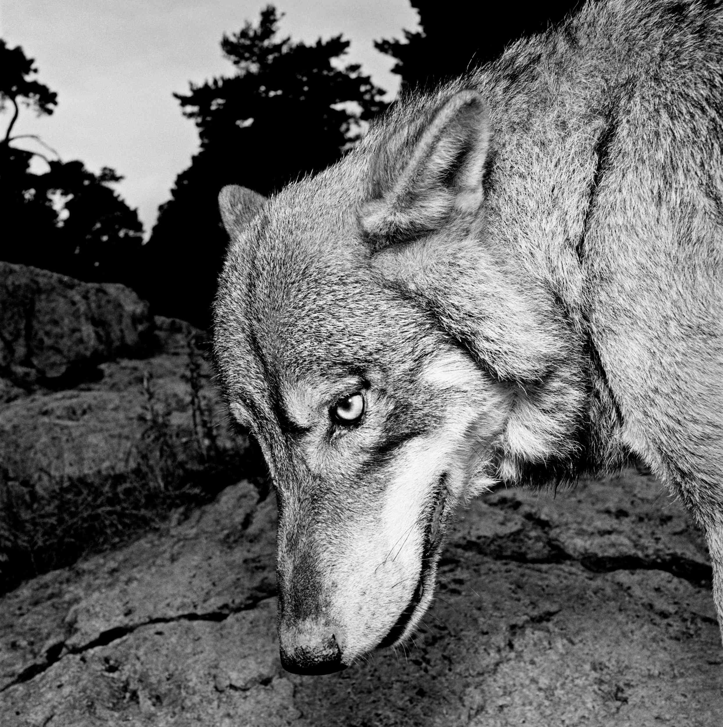 Wolves 1, Sweden, photo by Hans Gedda 2002