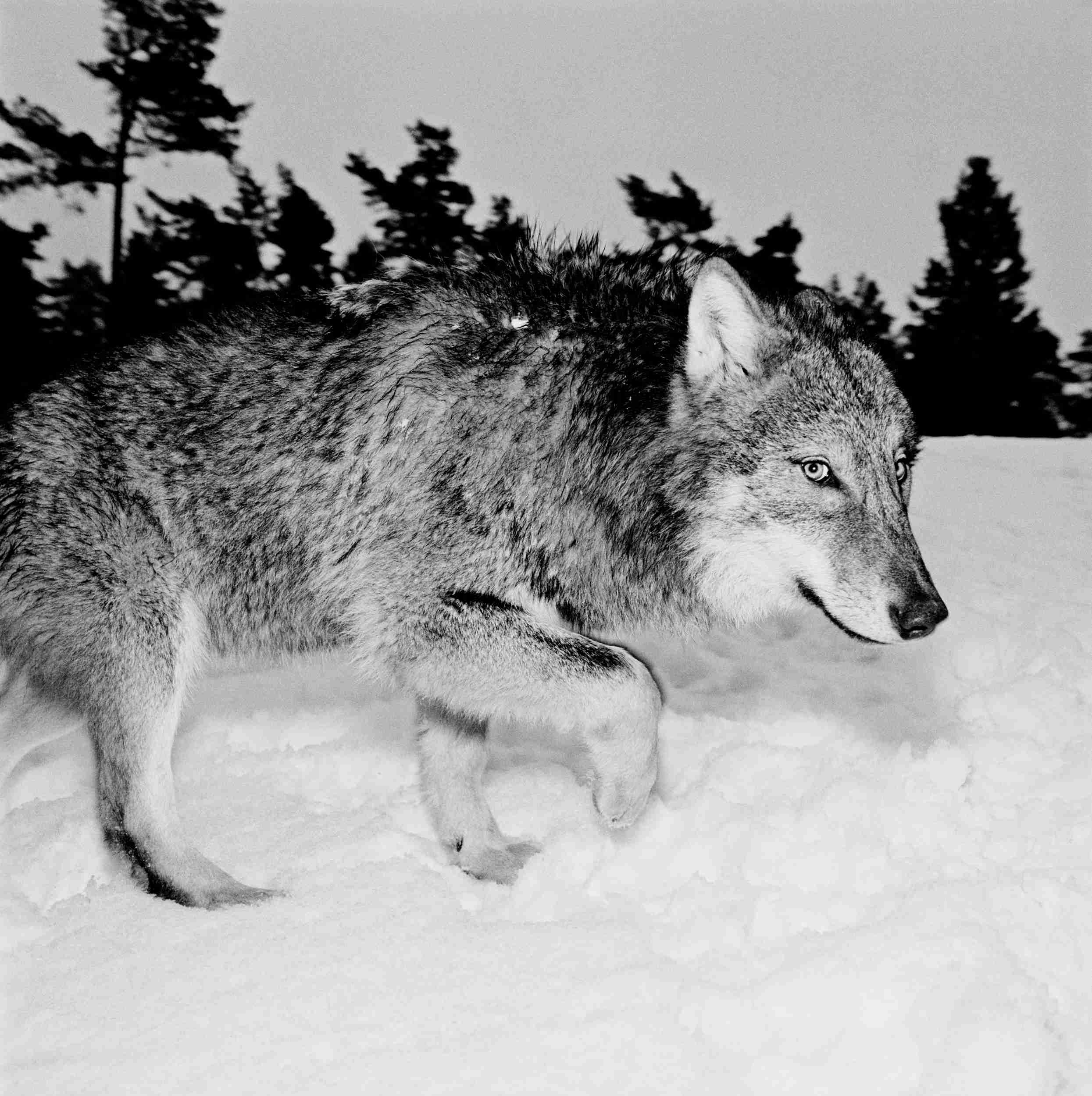 Wolves 3, Sweden, photo by Hans Gedda 2002
