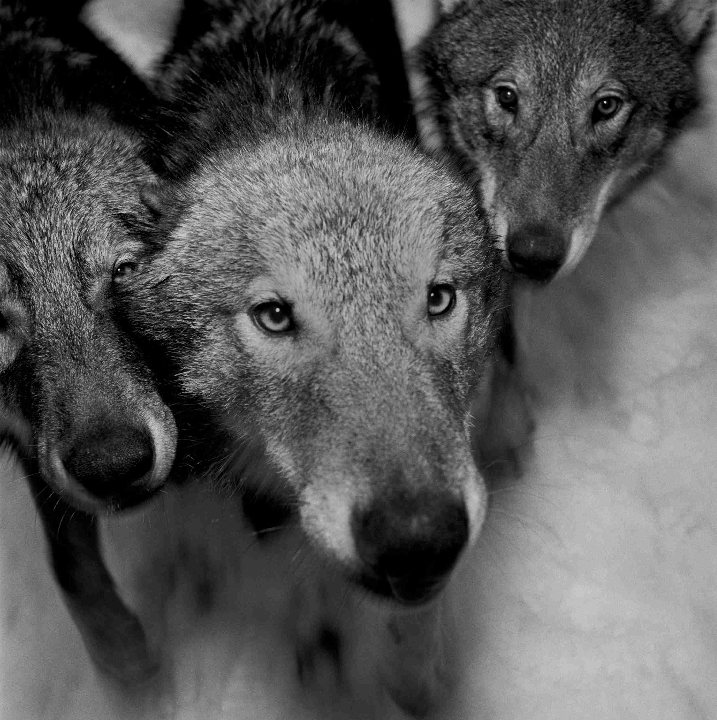 Wolves 4, Sweden, photo by Hans Gedda 2002