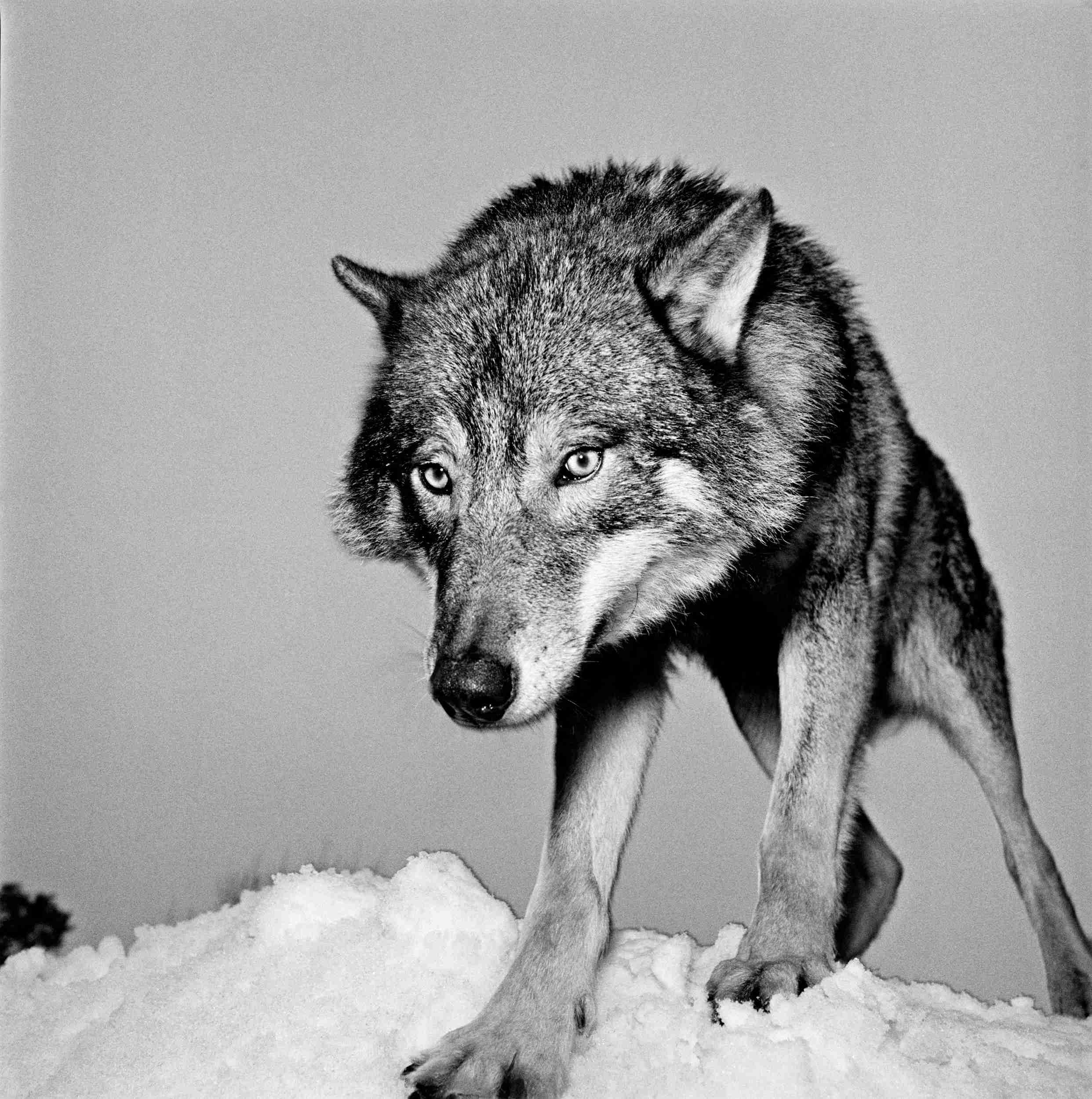 Wolves 5, Sweden, photo by Hans Gedda 2002