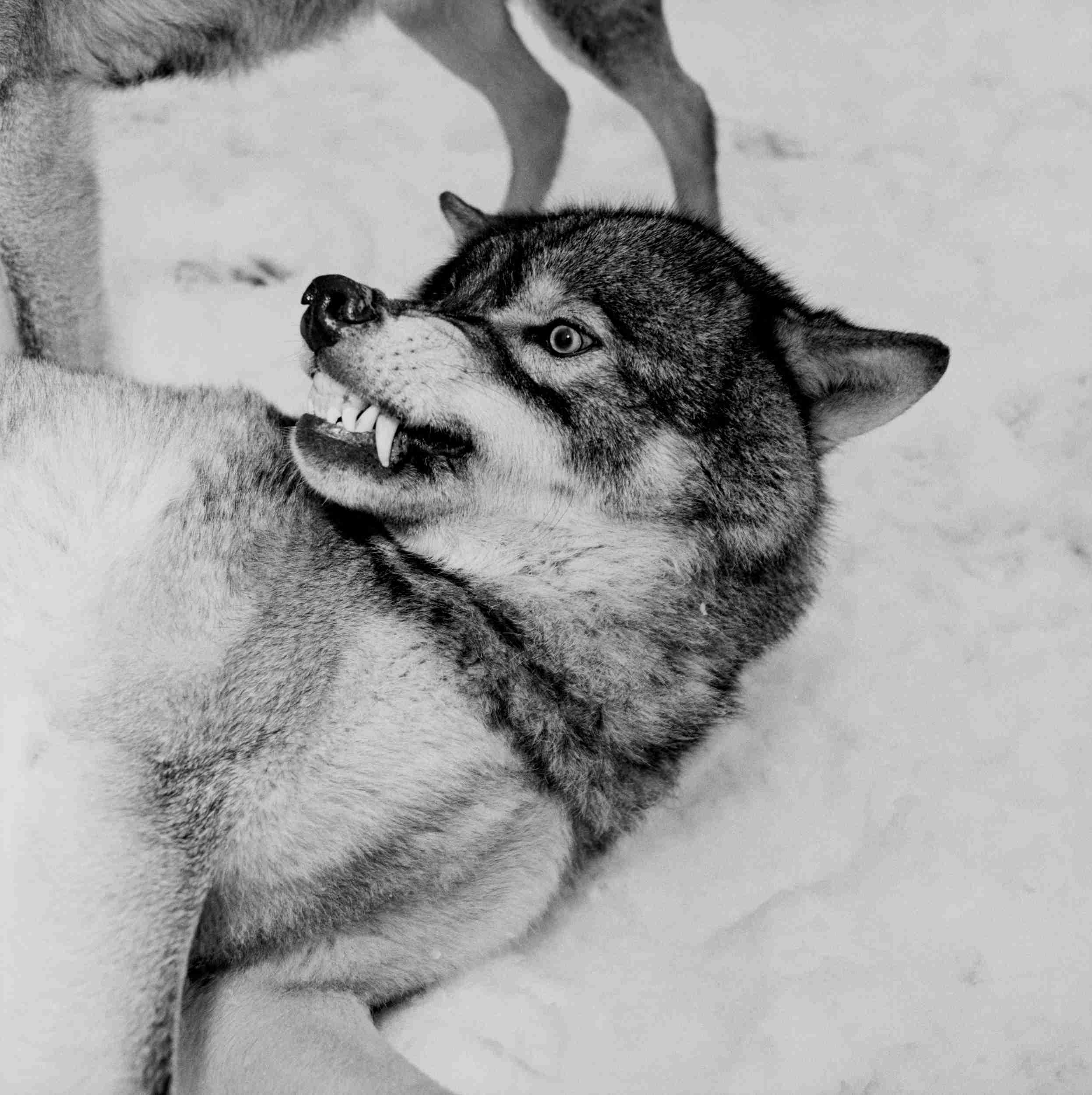 Wolves 6, Sweden, 2002
