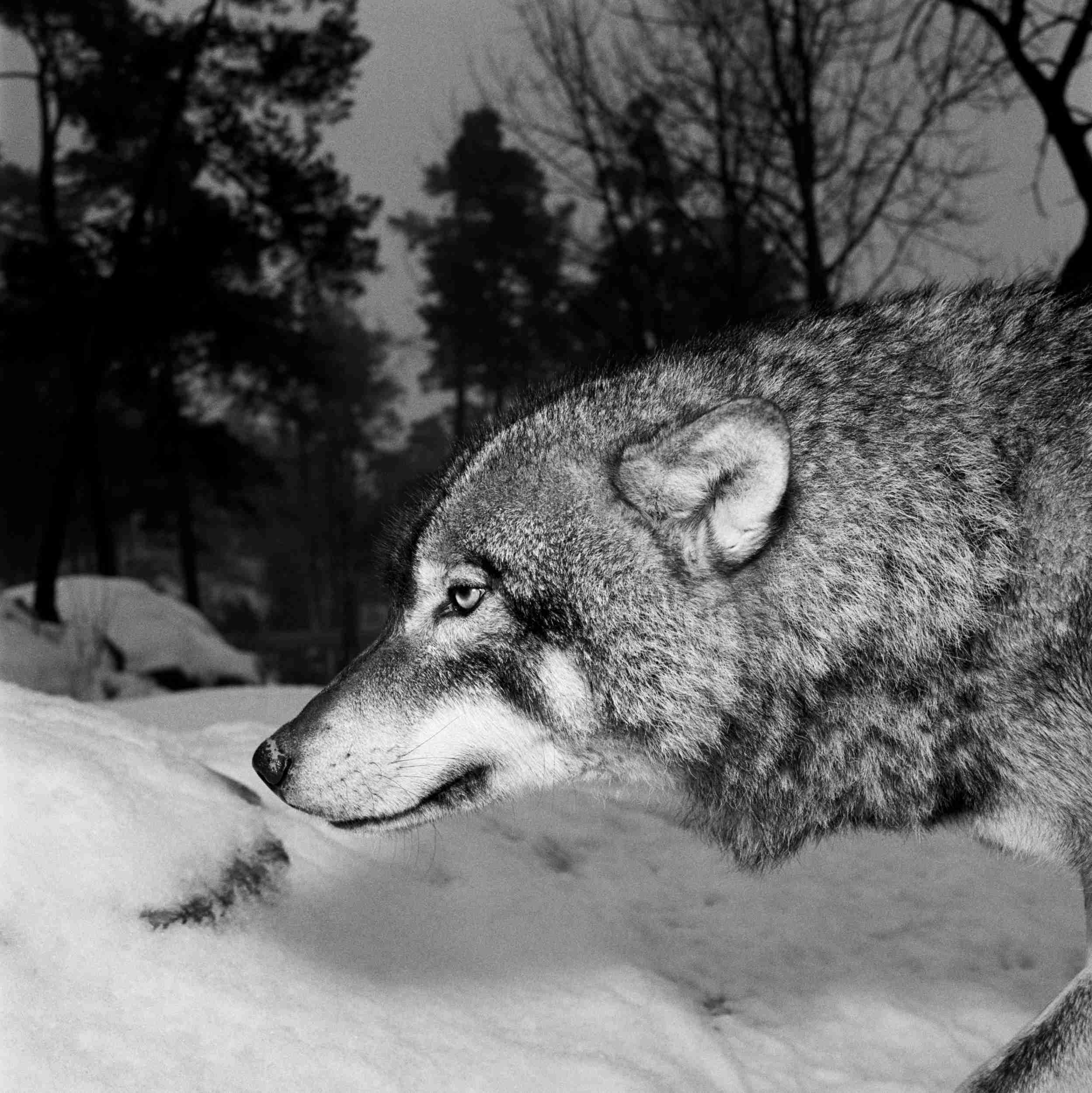 Wolves, 7, Sweden, 2002